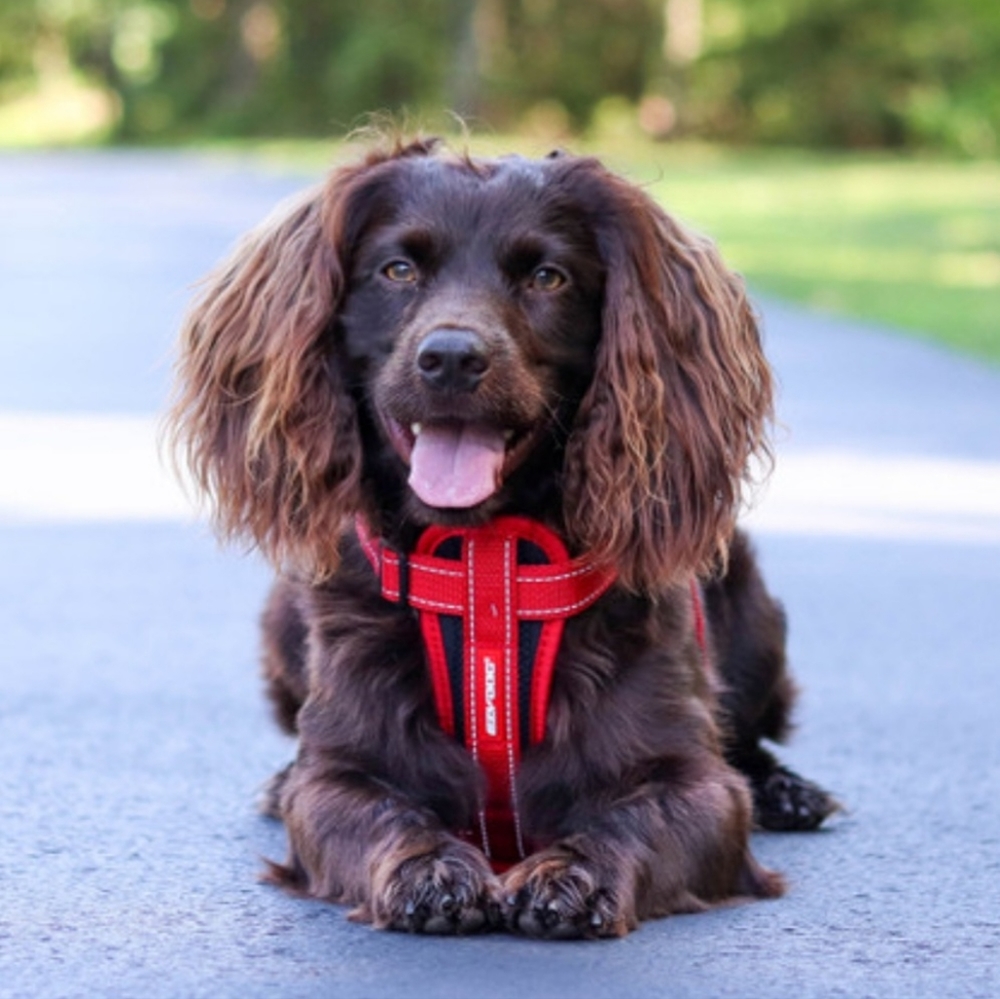 *NWOT EZYDOG CHEST PLATE DOG HARNESS
